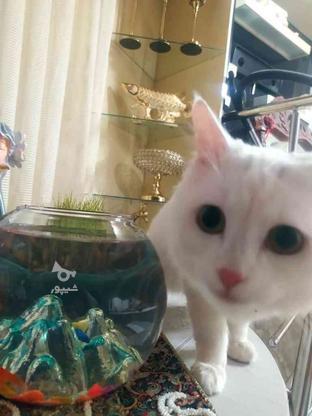 گربه پرشین ترک مهربون ️ در گروه خرید و فروش ورزش فرهنگ فراغت در آذربایجان شرقی در شیپور-عکس1