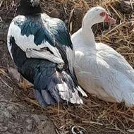 اردک محلی هلندی