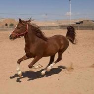 اسب عرب مدرکدار