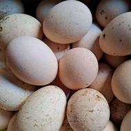 تخم مرغ لاری صد درصد نطفه دار