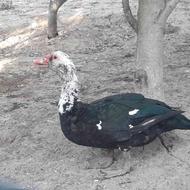 فروش اردک اسرایلی نر