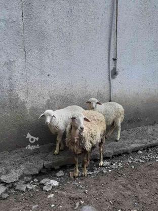 گوسفند خریدارم( میش بره) در گروه خرید و فروش ورزش فرهنگ فراغت در مازندران در شیپور-عکس1