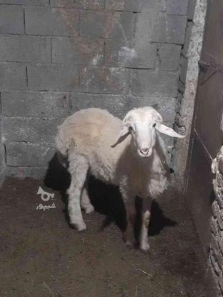 گوسفند بره میش بره خریدا رم در گروه خرید و فروش ورزش فرهنگ فراغت در مازندران در شیپور-عکس1