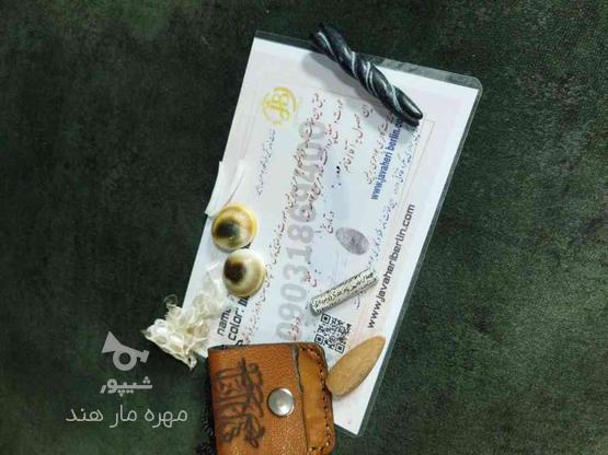 مهره مار پیتون سیاه مصری با لوازم در گروه خرید و فروش لوازم شخصی در فارس در شیپور-عکس1