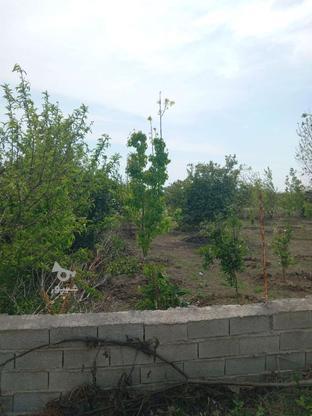 فروش زمین 250 متری باغچه ای انتهای 22بهمن کوی بهار(اغورکش) در گروه خرید و فروش املاک در مازندران در شیپور-عکس1