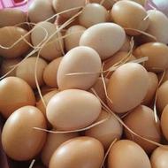 تخم مرغ محلی و ارگانیک