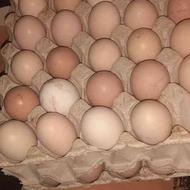 تخم نطفه دار از بهترین نژادها