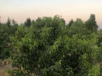 باغچه 770 متری در فیروزبهرام، گلدسته