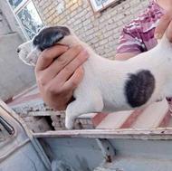 توله سگ ماده نژاد افغان سرو کله دار واگذاری