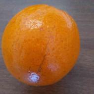 پرتقال تامسون آبدار و سالم