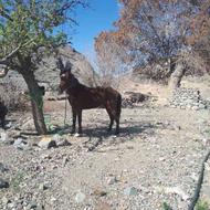 اسب ترکمن یابو