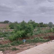 هزار متر باغ در روستای شورک آباد زاویه
