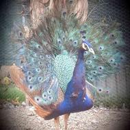طاووس ویولت معاوضه با ماندارین کالورین