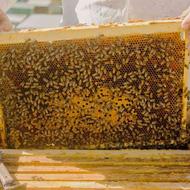 فروش کلونی زنبور عسل