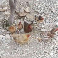 مرغ محلی کوهچنار