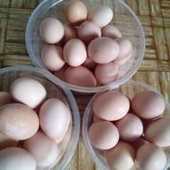 تخم مرخ محلی تخمهای تازه نطفه دار