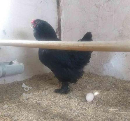 فروش تخم مرغ مرندی نطفه دار   در گروه خرید و فروش ورزش فرهنگ فراغت در زنجان در شیپور-عکس1