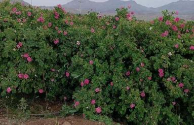 یک سهم باغ گل محمدی قمصرِ کاشان