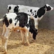 گوساله قطع شیر 90 کیلو تا 180 کیلو