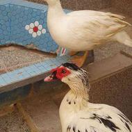 فروش فوری اردک اسراییلی