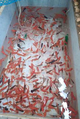 فروش ماهی قرمز در گروه خرید و فروش ورزش فرهنگ فراغت در مازندران در شیپور-عکس1