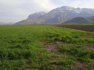 زمین کشاورزی دو هکتارواقع در بیستون روستای علی آباد چمچمال