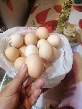 تخم مرغ بومی خوشمزه در گروه خرید و فروش خدمات و کسب و کار در اصفهان در شیپور-عکس1