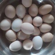 تخم مرغ محلی اصلی