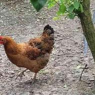 مرغ دورگه ( تخم گذار-گوشتی )