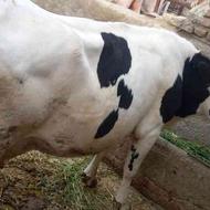یک راس گاو شیری با گوساله سیمینتال