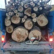 خریدار انواع چوب درخت های باغی