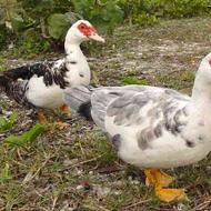 5 عدد اردک هلندی ماده برای فروش
