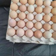 فروش تخم مرغ محلی