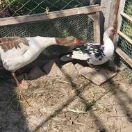 اردک خارجی و غاز