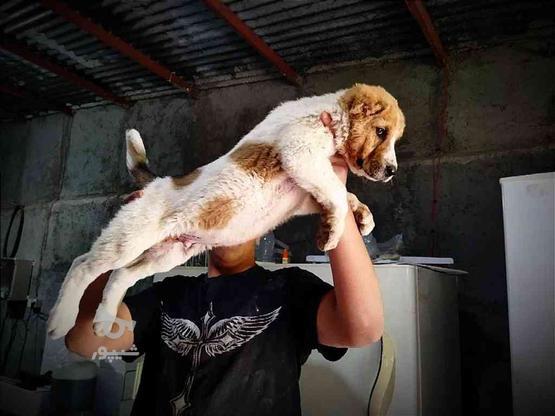 واگذاری سگ آلابای روسی در گروه خرید و فروش ورزش فرهنگ فراغت در قزوین در شیپور-عکس1