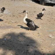 اردک ایرانی توپر سالم بشرط
