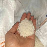برنج طارم فریدونکنار مازندران