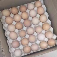 فروش تخم مرغ محلی ارگانیک