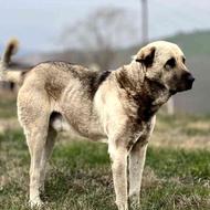 سگ پژدر عراقی