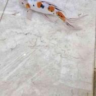 ماهی کوی 40 سانتی مولد خوش نقش