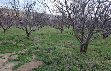 باغ سیب درروستای مغانجیق