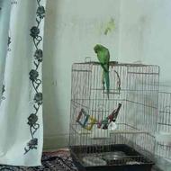 پرنده همراه با قفس