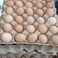 تخم مرغ نطفه دار محلی اصل گلین لری عکس مولد گذاشتم