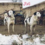 واگذاری سگ عراقی بیست ماهه