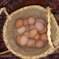 تخم مرغ بومی(آرین) کاملاً ارگانیک
