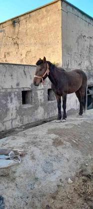 اسب نر 4ساله یورقه آرام بدون نشان در گروه خرید و فروش ورزش فرهنگ فراغت در خراسان رضوی در شیپور-عکس1