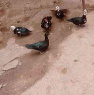 اردک اسرائیلی یکی نر بقیه ماده دارن