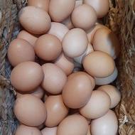 تخم مرغ محلی نطفه دار و خوراکی