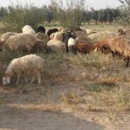 فروش گوسفند زنده نر برای قربانیجات و مصارف