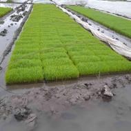 فروش بذر آماده نشا برنج